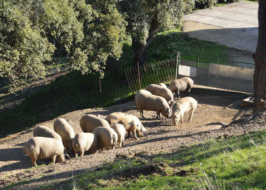 Spain pigs for Iberian ham.jpg thumbnail